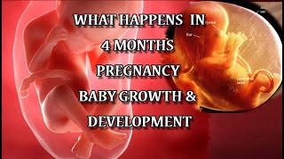 What Happens at 4 Months of Pregnancy  16 Weeks Pregnant Babys Development [upl. by Owena]