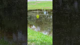 Snowy Egret Ignores Traffic on Mitchell Hammock Road While Hunting in Rain Pond Oviedo Florida [upl. by Georgina8]