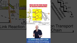 What are the four phases of cellular respiration cellularrespiration stem apbiology [upl. by Oba]