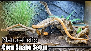 Naturalistic Corn Snake Setup  No More Aspen [upl. by Meyeroff]