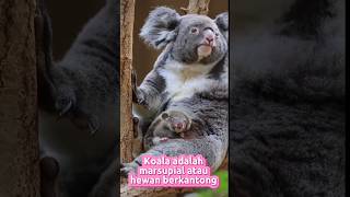 Koala  Phascolarctos cinereus  viralvideo shorts shortvideo viralshorts koala wildlife [upl. by Limak]