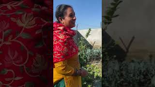 Pohoch Gye Kitchen Garden minivlogs dailyminivlogs kitchengarden villagelife palfamilyvlogs [upl. by Ademordna362]