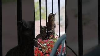 Bobcat Kitten Duo One Curious One Cautious [upl. by Maryellen]