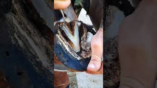 Trim horseshoes farrier horse [upl. by Nickolas]