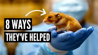 8 ways Hamsters have HELPED Humans [upl. by Afnin683]