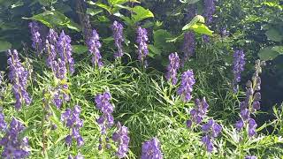 The Graceful Monkshood A Botanical Masterpiece in Cumbria [upl. by Polik]