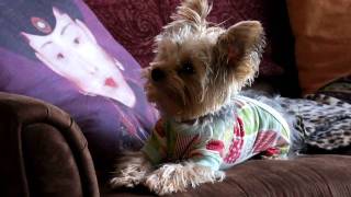 Puppys first Christmas  StevieTV [upl. by Mauer]