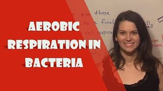 Aerobic Respiration in Bacteria [upl. by Nawed]