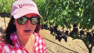 LanzaMusto Brunello Clone Sangiovese  Brix Test  Suisun Valley CA [upl. by Annayak]