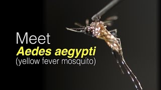 Meet Aedes aegypti [upl. by Cindee]