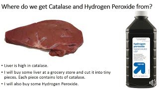 Prelab Liver and Enzyme activity [upl. by Einad]