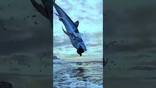 jumping out water to great white shark ocean subscribe shark [upl. by Dorcy]