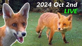 Foxes Live  2024 October 2nd [upl. by Gnas597]