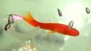 Female swordtails fighting for dominance for male [upl. by Fahland]