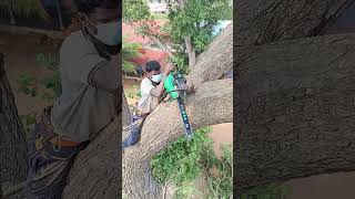 Sabarinathan tree cutter pattukkottai [upl. by Rossi741]