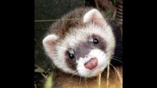 The Ferret Song [upl. by Prosper]