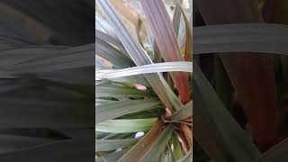 Phormium Pink Mist nature relaxingsound shortvideo houseplants 😌❤️ [upl. by Schargel]