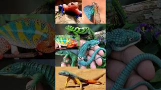 TOP THẰN LẰN SẶC SỠ NHẤT 🦎 facts amazingfacts shorts [upl. by Nitnerb285]