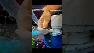 Best internal filter for aquarium🥰💯fish aquarium viralvideo shorts phonk shortfeed pets new [upl. by Armond]