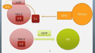 Metabolismo de Lipoproteinas IV HDL [upl. by Tehr]