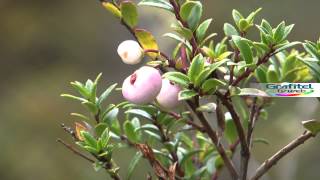 Chaura Gaultheria pumila [upl. by Johan143]