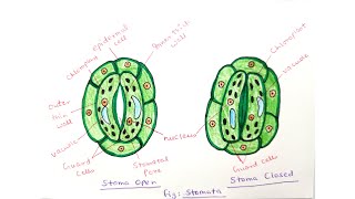 How to draw Stomata step by step drawing for beginners [upl. by Amaty]