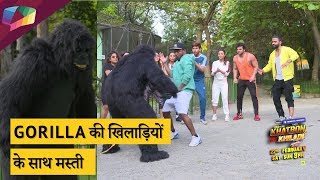 Gorilla की खिलाड़ियों के साथ मस्ती  Khatron Ke Khiladi [upl. by Lorak]