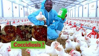 Coccidiosis in Chickens How to Manage or Treat Coccidiosis [upl. by Asel490]