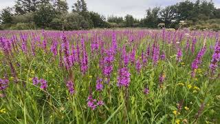 Grote kattenstaart  Lythrum salicaria  NL Bloeit  Planten van hier [upl. by Allebasi]