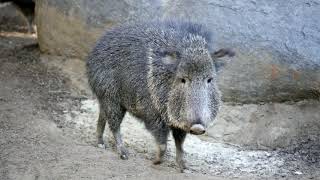 Meet the Peccaries [upl. by Eidua136]