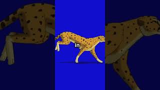 Cheetahs The Speedy Chirpers KnowledgeFacts English Facts english factsoffreefire [upl. by Notnirt404]