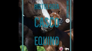 Histología Casco Equino [upl. by Ellebasi]