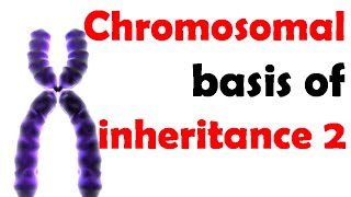 Chromosomal theory of inheritance 2 [upl. by Anselmi]