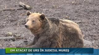 OM ATACAT DE URS ÎN JUDEŢUL MUREŞ [upl. by Aiet189]