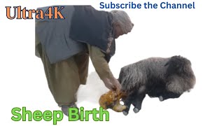 Witness the Miracle Afghan Shinwari Sheep Birth in Nature [upl. by Preiser]