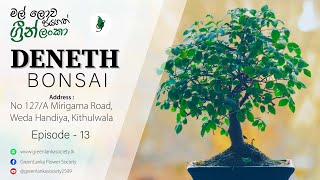 මල් ලොව ජයගත් Green Lanka  Deneth Bonsai [upl. by Aliac]