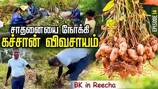 Peanut Farming in Reecha  BK in Reeacha  Reecha Organic Farm  Sri Lanka [upl. by Casia]