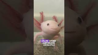 Meet the Magical Axolotl The Pet with Superpowers pets axolotl animals shorts funny top [upl. by Franzen]