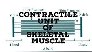 contractile unit of skeletal muscle [upl. by Ennis]