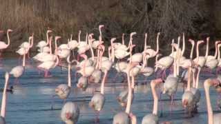 La parade nuptiale des flamants [upl. by Chalmers447]