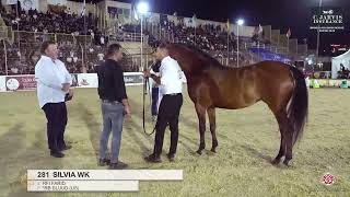 N 281 SILVIA WK Manda Arabian Horse Show Mares 2019 A Class 27 [upl. by Ingamar]