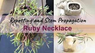 Ruby Necklace Repotting and PropagationOthonna Capensis [upl. by Nida]