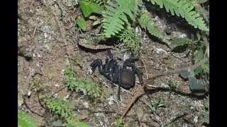 Finding the Malaysian Trapdoor Spider Liphistius malayanus in Nature  HD with slow motion [upl. by Ettevi]