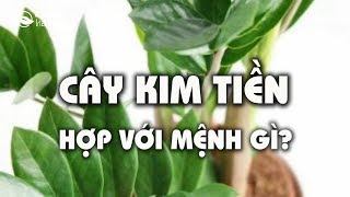 Cây Kim tiền hợp với mệnh gì [upl. by Davina]