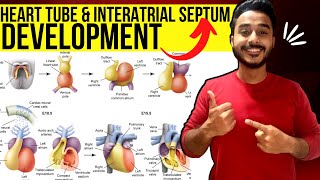 heart tube development embryology  interatrial septum development embryology  development of heart [upl. by Ecissej523]