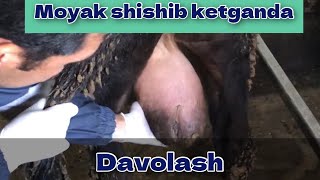 URUGʻDON SHISHGANDA DAVOLASH YOʻLI [upl. by Anwahsak470]