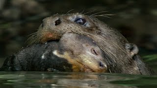 Baby Otter Cubs Learn to Swim  BBC Earth [upl. by Ainolloppa305]