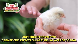 ¡Increíble pero cierto 6 beneficios espectaculares de las aves de corral [upl. by Aneled]