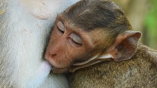 SO LOVELY BABY MONKEY FALLING SLEEP DRINK SWEET MILK MOM [upl. by Wystand173]