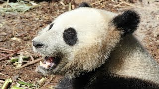 Reuzenpanda Tian Bao voedertijd  Nourrissage panda  Giant panda feeding time  Pairi Daiza 2018 [upl. by Teddie518]